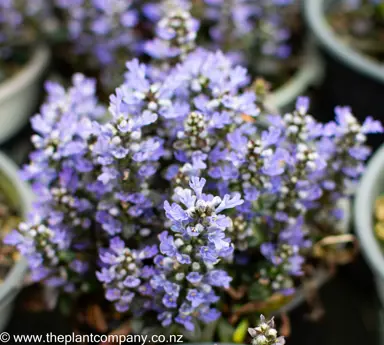 ajuga-blueberry-muffin--3