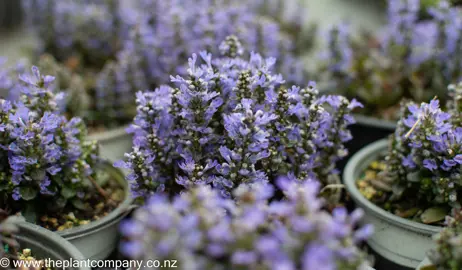 ajuga-blueberry-muffin--4