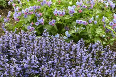 ajuga-blueberry-muffin-