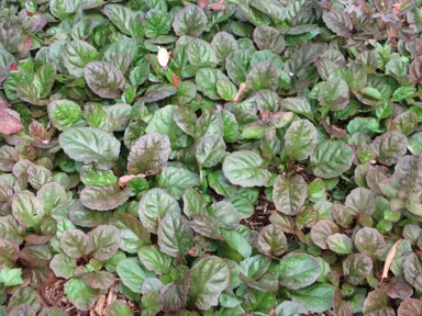 Ajuga 'Catlins Giant' plants with lush green foliage tinged with bronze.