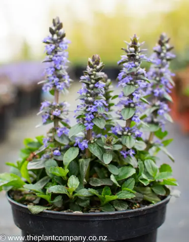 ajuga-jungle-beauty--2