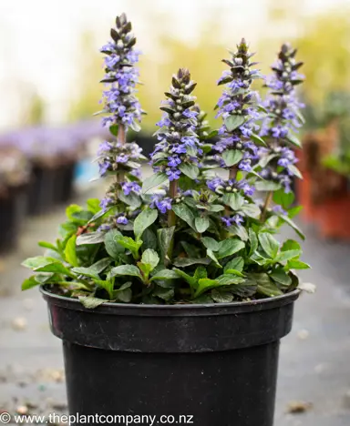 ajuga-jungle-beauty--3