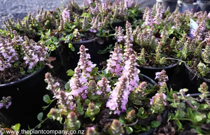 ajuga-pink-elf--2