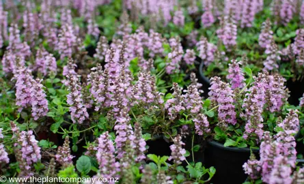 ajuga-pink-elf--4