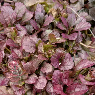 Ajuga 'Port Wine' ground cover plant with dark red foliage.