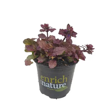 Ajuga 'Port Wine' plant in a pot for sale at The Plant Company.