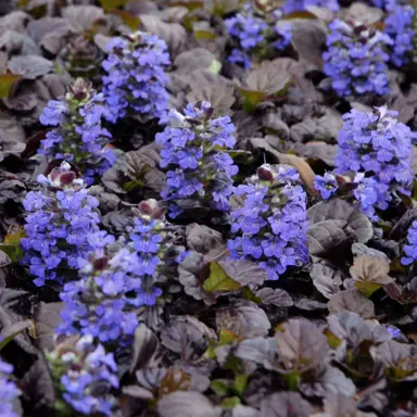 ajuga-black-scallop-2