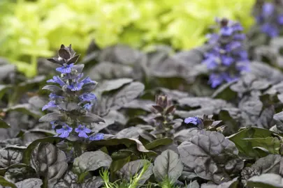 ajuga-black-scallop-4