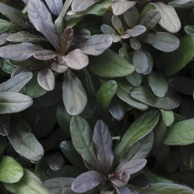 ajuga-chocolate-chip-1