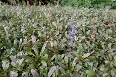 ajuga-chocolate-chip-2