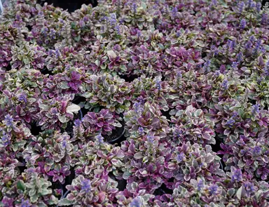 ajuga-multicolour-