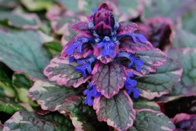 ajuga-multicolour-1