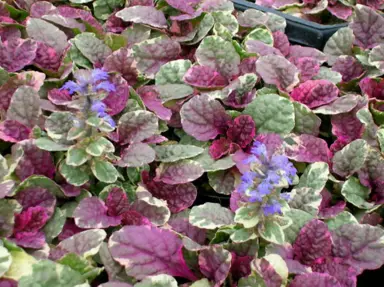 ajuga-multicolour-2