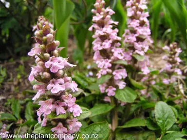 ajuga-pink-spire-