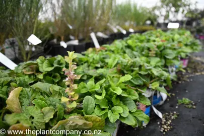 ajuga-pink-spire-1