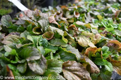 ajuga-pink-spire-2