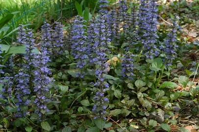 ajuga-reptans-