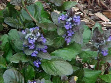 ajuga-catlins-giant-