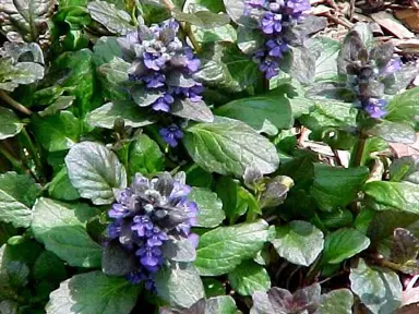 ajuga-catlins-giant-1