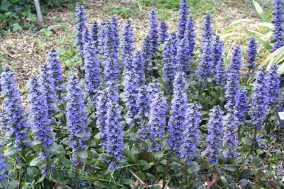 ajuga-catlins-giant-2