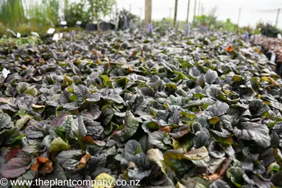 ajuga-catlins-giant-3