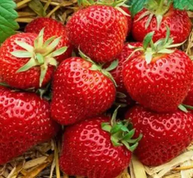 Albion Strawberry large, red fruit.