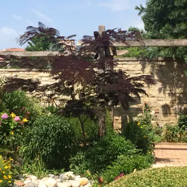 Albizia 'Summer Chocolate' tree in a Mediterranean-themed garden.