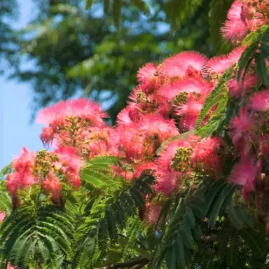 albizia-julibrissin-red-silk-