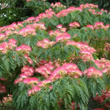 albizia-julibrissin-red-silk-2