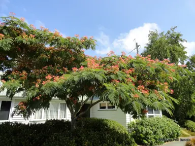 albizia-julibrissin-red-silk-3