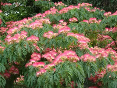 albizia-julibrissin-rosea-