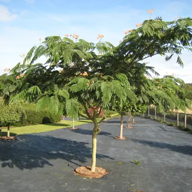 albizia-julibrissin-rosea-2