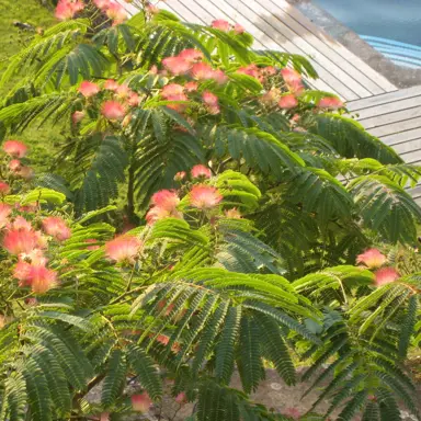 albizia-julibrissin-rosea-4