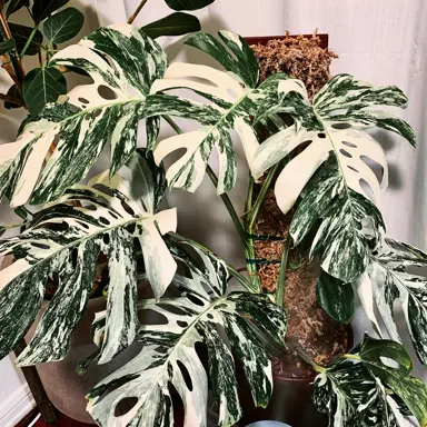 Variegated Monstera plant in a pot with cream and green foliage.