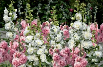 Alcea rosea 'The Bridesmaids' stunning pink and white flowers.