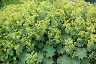 alchemilla-mollis-