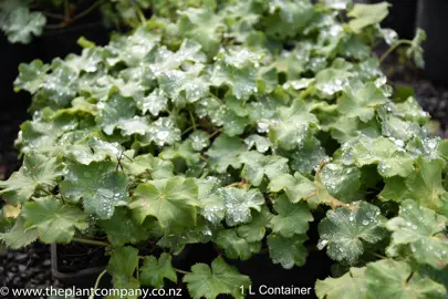 alchemilla-mollis-3