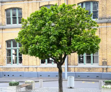 Alectryon excelsus tree in a urban park.