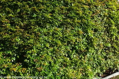 Alectryon excelsus hedge with lush green and bronze foliage.