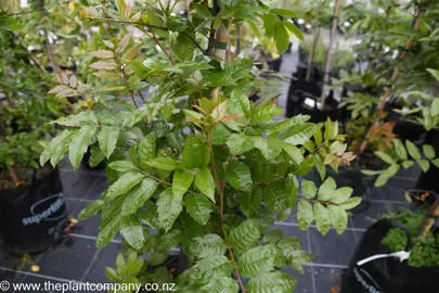 Small Alectryon excelsus plant growing in a pot with green foliage.