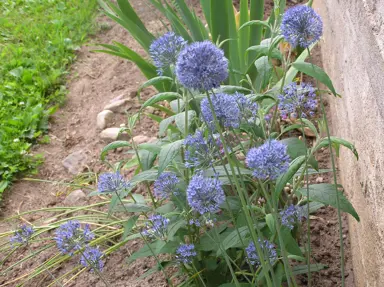 Allium caeruleum plant in a border garden featuring stunning blue flowers.