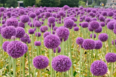 Allium giganteum dark pink flower heads in a field.