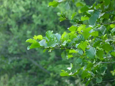 Alnus glutinosa lush, green foliage.