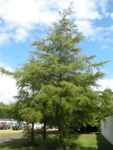 alnus-imperialis-3