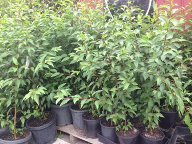 Alnus jorullensis young trees for sale.