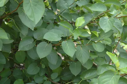 alnus-cordata-4