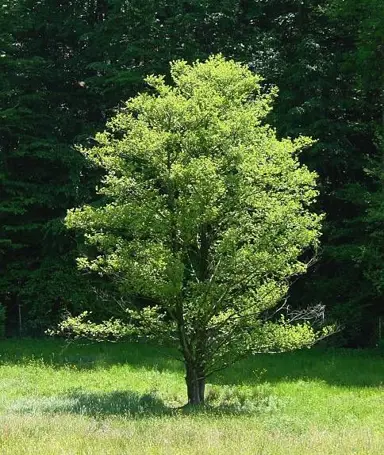 alnus-glutinosa-1