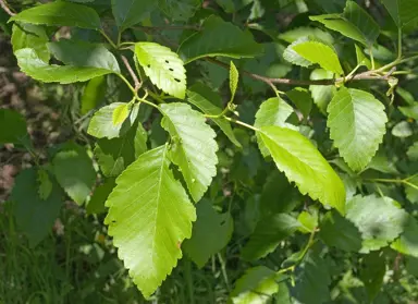 alnus-rubra-1