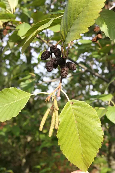 alnus-rubra-2