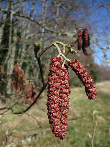 alnus-rubra-5